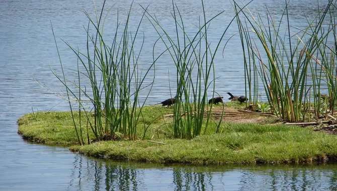 Biodiversity Magnets In Urban Wetlands Floating Islands