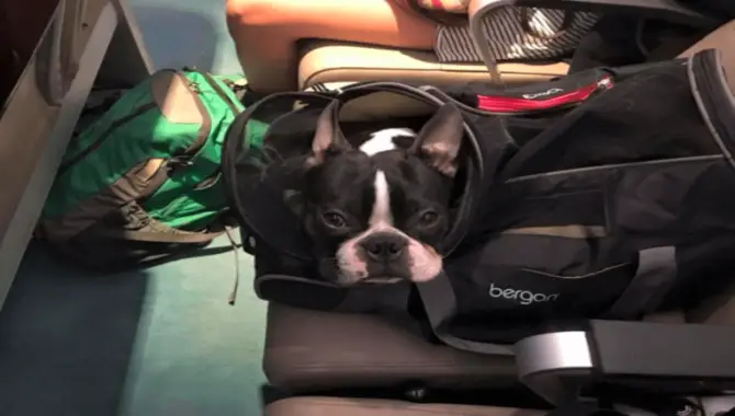Delta Baggage Fees And Pet Policies