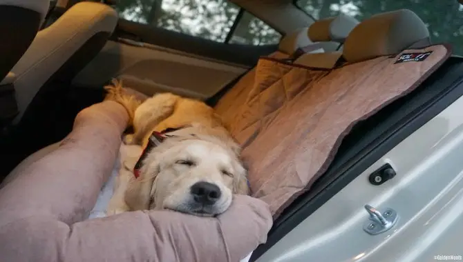 1. Car Travel With Your Dog