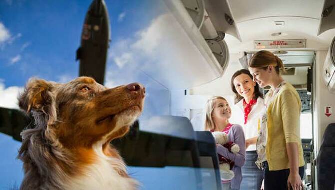 Airlines Allow Travelers To Travel With Pets 