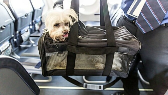 Airlines Offer The Best Accommodations For Traveling With Pets 