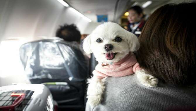 Bring With You On A Trip To Korea With Your Pet