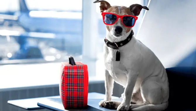 Everything To Know Before Flying With A Dog