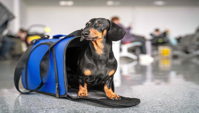 Handling Airline Boarding Procedures When Traveling With A Pet 