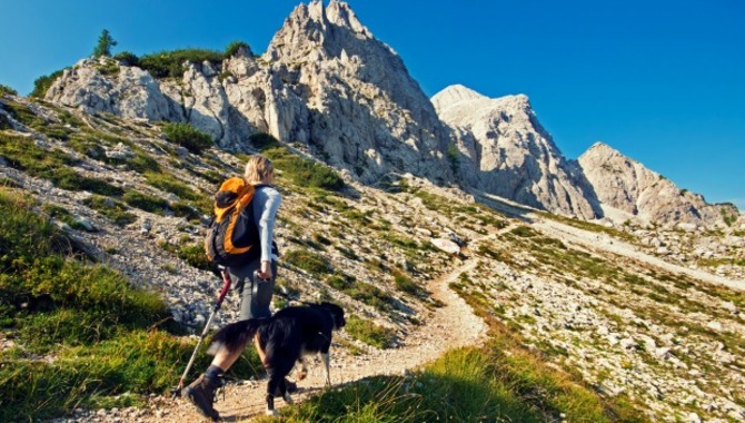 Hiking With Your Dog