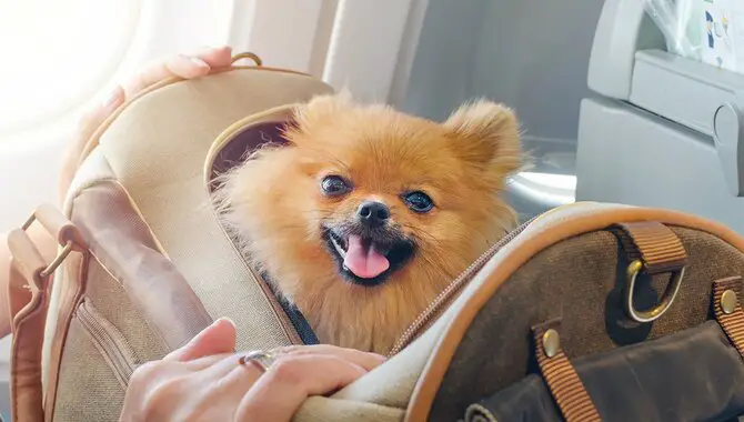 How to get your pet on the plane