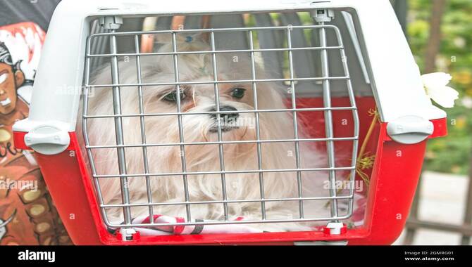 I Keep My Pet Safe During Transport In A Carrier Or Kennel