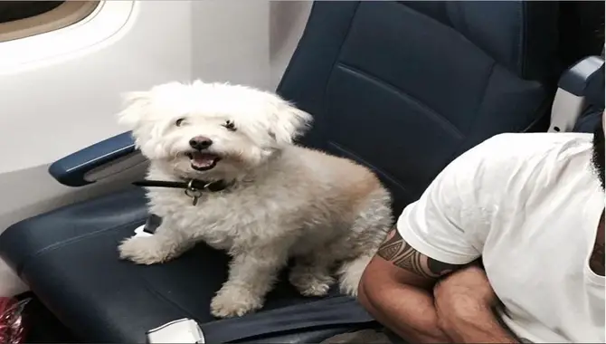 Korean Air Traveling With Pets - The Basics 