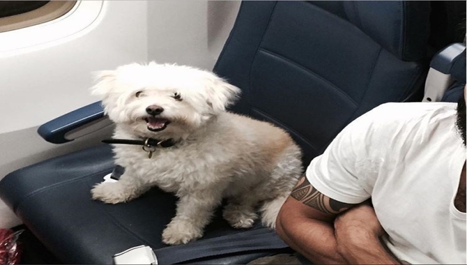 pet travel korean airline