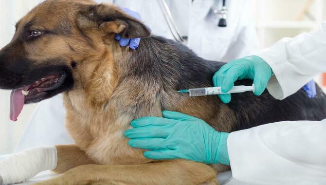 Make sure your pet's vaccinations are up to date