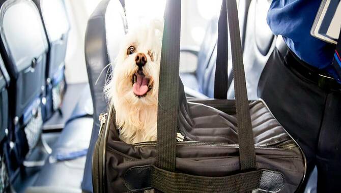 Pets allowed on air Canada flights