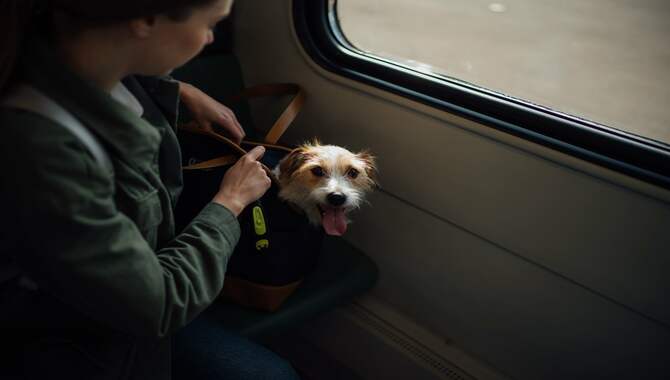 Properly Prepare Your Pet For A Long Flight 