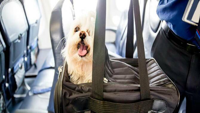 Flying In Alaska With A Pet