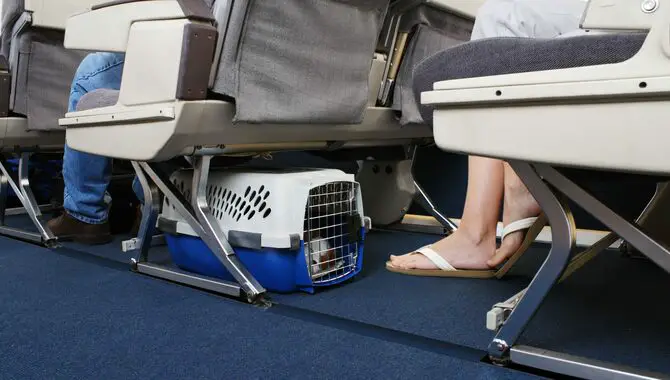 Rules for traveling with pets by air Canada 