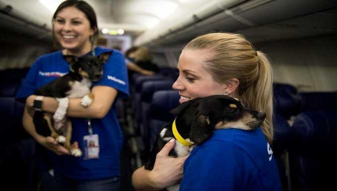 Some Of The Risks Associated With Traveling With A Pet