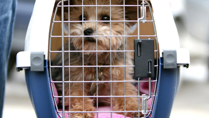 Supervision Tips If You're Traveling Alone With Your Pet 