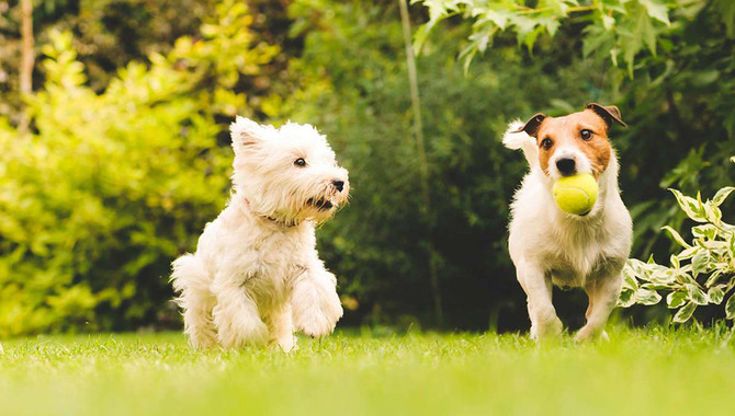 8.Taking Your Dog To A Park