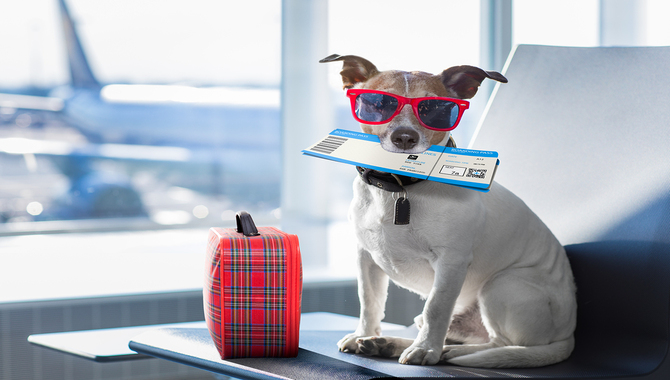 The Best Tips For Flying With Your Pet 