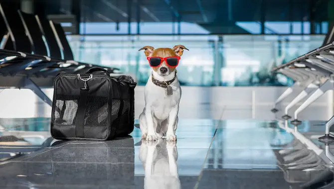 The Different Types Of Flights For Pets 