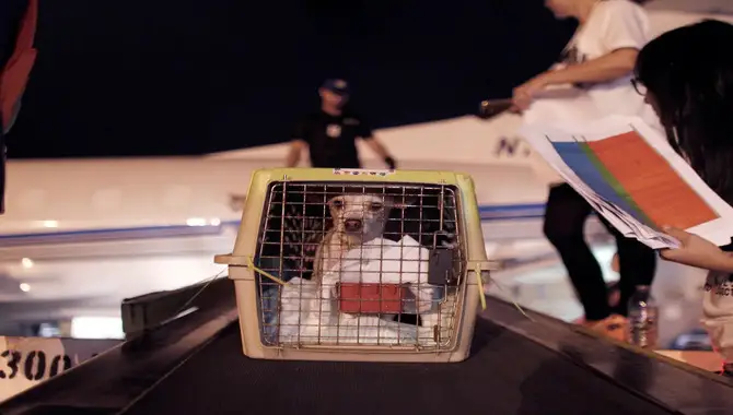 The Policy On Pets At Wizz Air