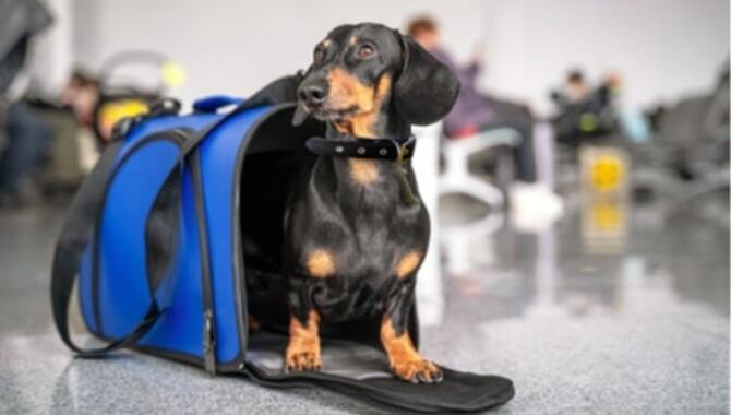 Tips For Bringing A Pet Onto A Plane 