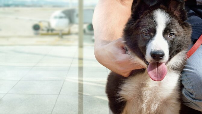 Tips For Swiss Air Travel With Pets 