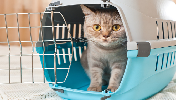 Tips On Travelling With A Cat Or Other Small Pet 