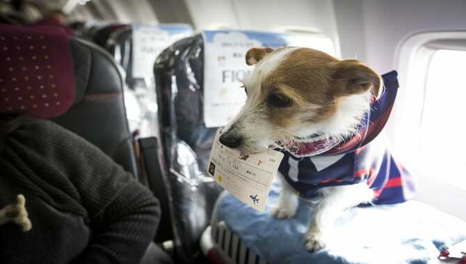 Travel With Your Pet On Korean Air Airlines 