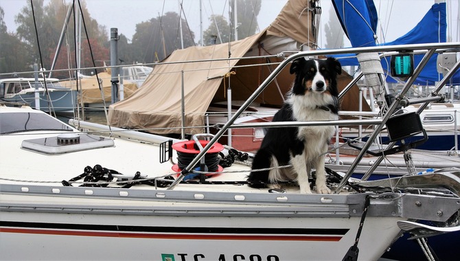 Traveling By Boat With Your Dog