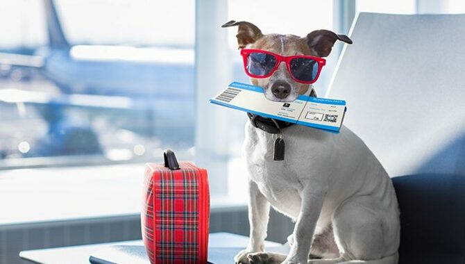 Traveling By Plane With Your Dog
