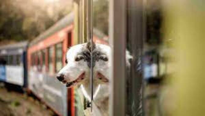 Traveling By Train With Your Dog