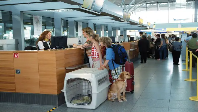 Checking In With A Pet At The Airport