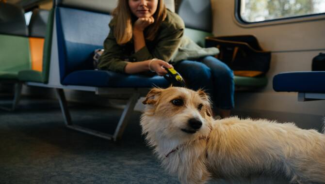 Details On Alaska Air Traveling With Pets Policy And Procedures