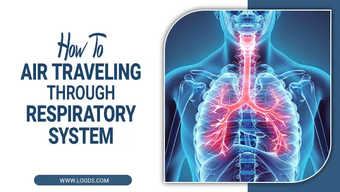 How To Air Traveling Through Respiratory System