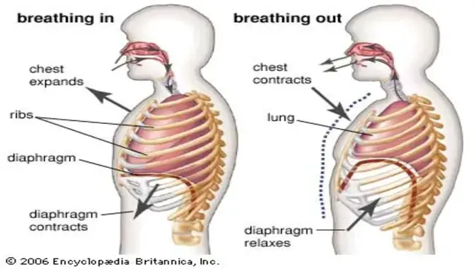 Mechanics Of Breathing