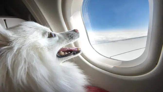 Service And Support Animals On Alaska Airlines Flights