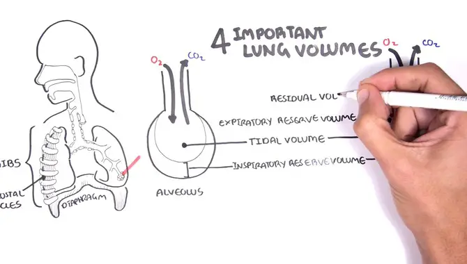 The Importance Of Lung Capacity
