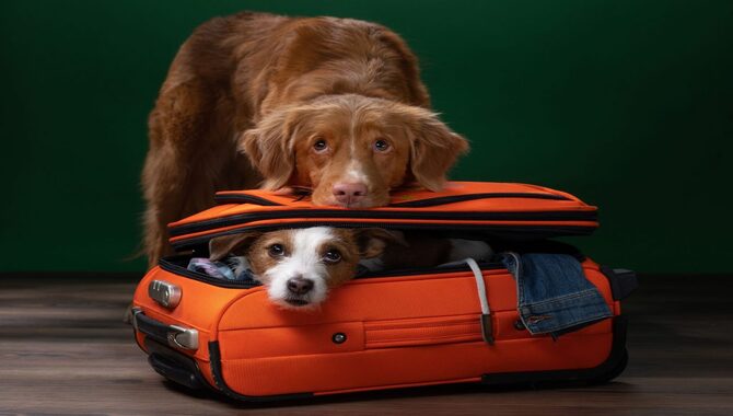 To Discuss When Traveling With A Pet - Step By Step Advice