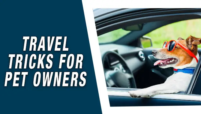 Travel Tricks For Pet Owners