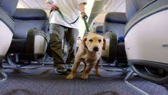 Airlines That Allow Dogs In The Cabin