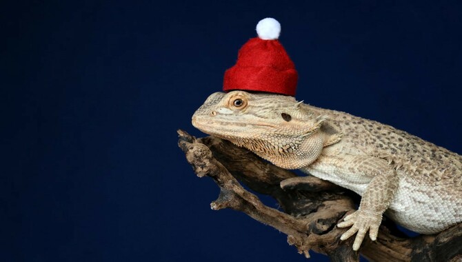 Can I Take My Bearded Dragon On A Plane