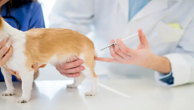 Get Your Pet Vaccinated And Licensed