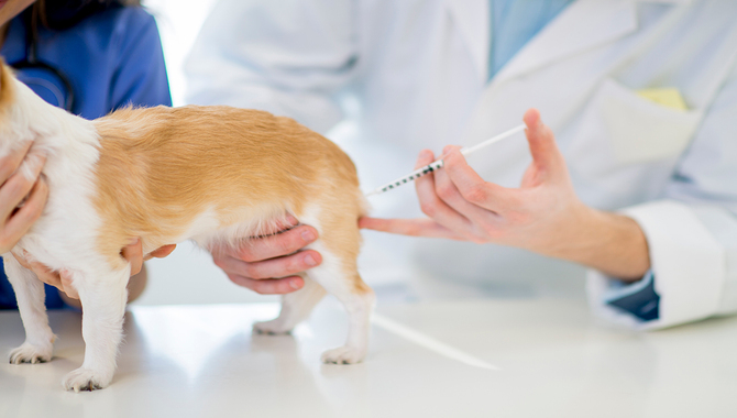 Get Your Pet Vaccinated And Licensed