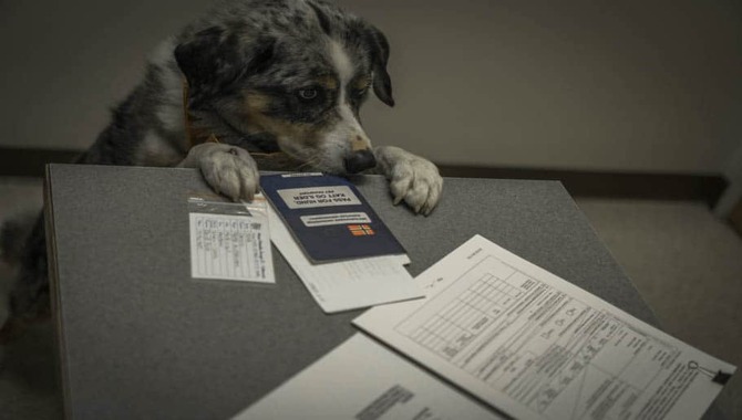 Getting Your Giant Dog Papers Done