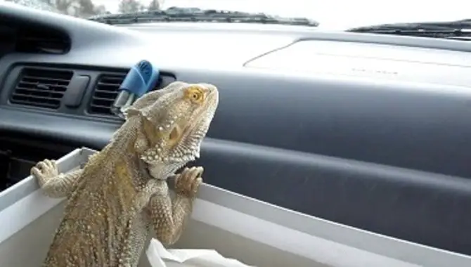 How To Transport A Bearded Dragon