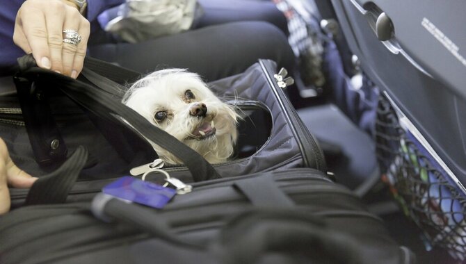 Make Sure Your Dog Is Comfortable In An Airplane Carrier
