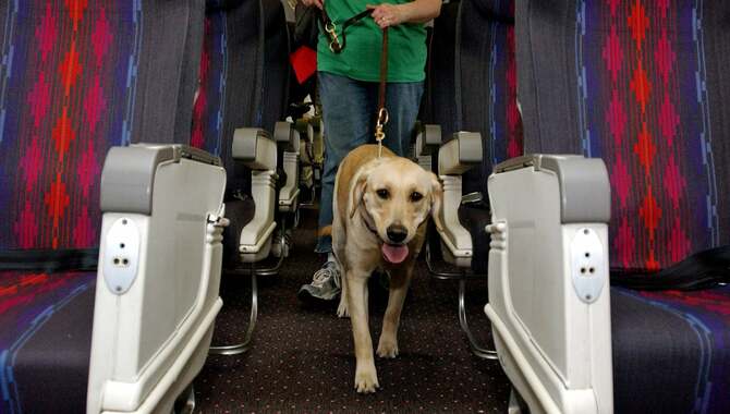 Preparing For The Flight With Your Dog