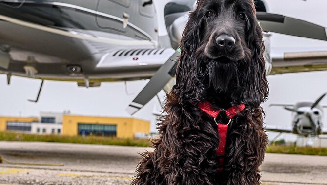 Prepping Your Giant Dog For Takeoff And Landing