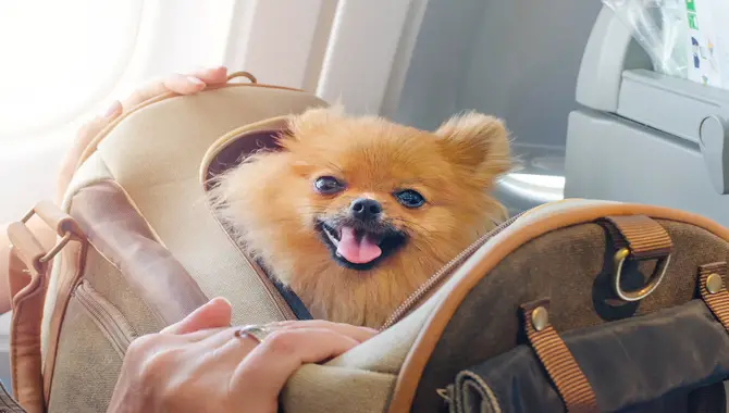 Recommended Travel Books For Flying With A Small Dog