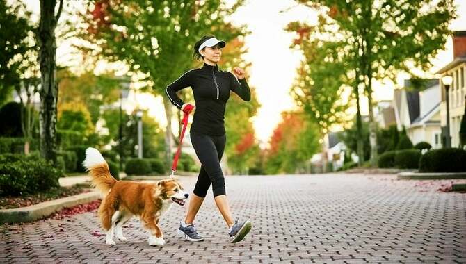 Training Your Giant Dog Before You Fly